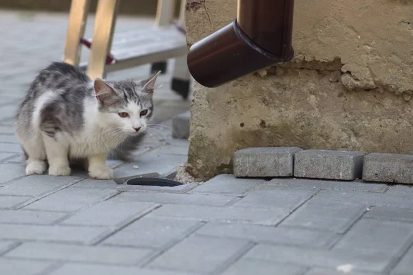 晴れた日に家の壁で遊ぶふわふわの灰色の白い猫は 地面の排水口を調べる — ストック写真