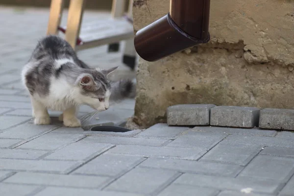 Güneşli bir gün geçiren tüylü gri-beyaz kedi evin duvarında oynar, yerdeki lağıma bakar.
