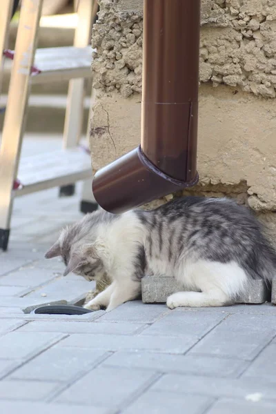 Gato Gris Blanco Esponjoso Con Día Soleado Juega Pared Casa — Foto de Stock