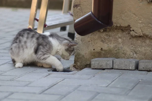 Načechraná Šedobílá Kočka Slunečným Dnem Hraje Zdi Domu Dívá Kanálu — Stock fotografie