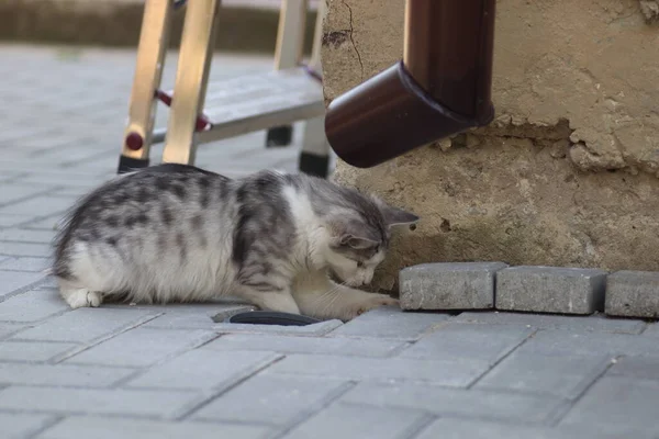 Güneşli bir gün geçiren tüylü gri-beyaz kedi evin duvarında oynar, yerdeki lağıma bakar.