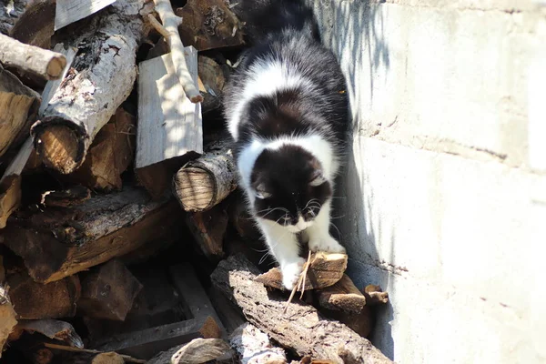 black and white fluffy cat goes down the stacks of firewood, on a sunny day, domestic fluffy cat walks on the street