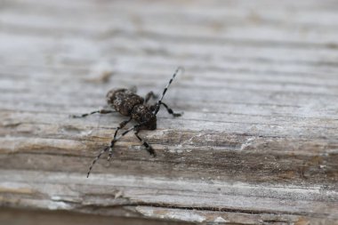 Beyaz çizgili ve uzun bıyıklı siyah bir böcek tahta bir yüzeyde sürünür.