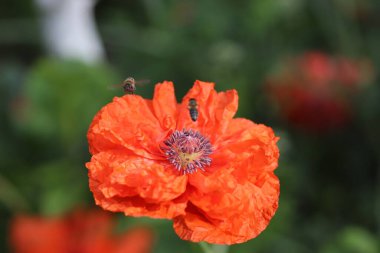 Bir arı, yaz güneşli bir günde kırmızı kabarık bir gelinciğe uçtu, büyük kırmızı bir çiçek