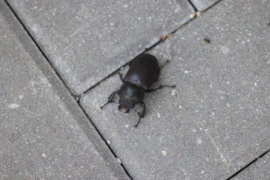 Gri kiremitlerin üzerinde bir yaz gününde siyah geyik böceği