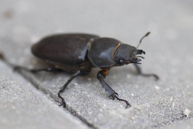 Gri kiremitlerin üzerinde bir yaz gününde siyah geyik böceği