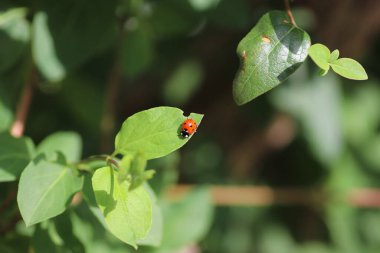 Kırmızı uğur böceği yeşil broşürlerde Parlak bir yaz gününde, güneşli bir günde,