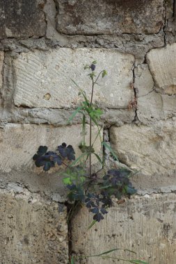 Duvarda mor çiçekli uzun bir çalı büyüdü. Bitkilerin iradesi insan yapılarından daha güçlüdür.