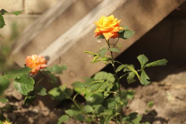 Güneşli bir günde parlak yapraklarıyla güzel parlak turuncu bir gül.