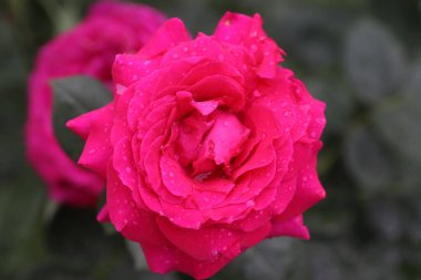 Parlak pembe gül güneşli bir günde Su damlalarında, Yaprakların üzerindeki damlacıklar