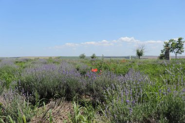 Güneşli bir günde çok iyi yetiştirilmiş lavanta tarlası ve kırmızı gelincikler.