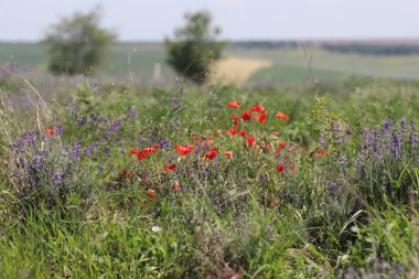 Güneşli bir günde çok iyi yetiştirilmiş lavanta tarlası ve kırmızı gelincikler.