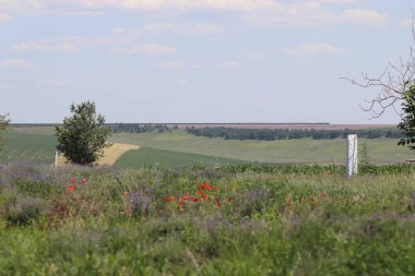 Güneşli bir günde çok iyi yetiştirilmiş lavanta tarlası ve kırmızı gelincikler.