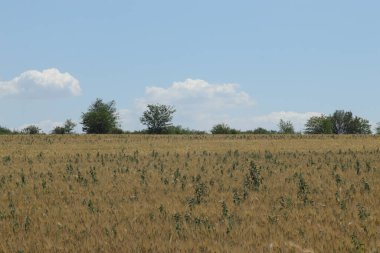 Yaz güneşli bir günde buğday tarlası, altın buğday başakları