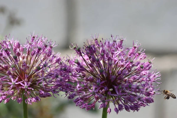 夏には紫色の花で落葉弓の上を飛ぶ — ストック写真