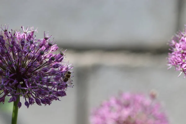 夏には紫色の花で落葉弓の上を飛ぶ — ストック写真