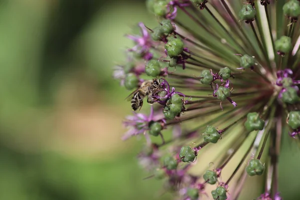 夏には紫色の花で落葉弓の上を飛ぶ — ストック写真