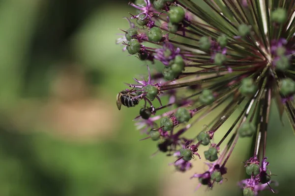 夏には紫色の花で落葉弓の上を飛ぶ — ストック写真