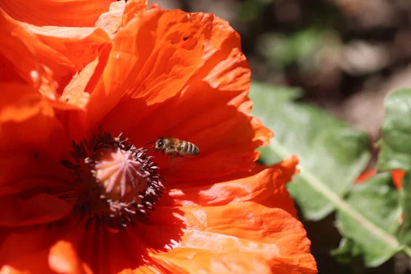 a bee flew to a red fluffy poppy on a summer sunny day, a large red flower