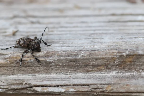 Black Beetle White Stripes Long Mustache Crawls Wooden Surface — Stock Photo, Image