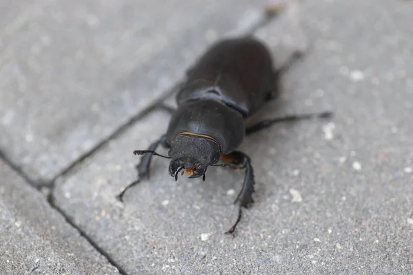 Black Stag Beetle Summer Day Gray Tiles — Stock Photo, Image