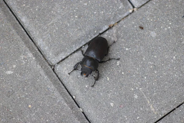 Gri kiremitlerin üzerinde bir yaz gününde siyah geyik böceği