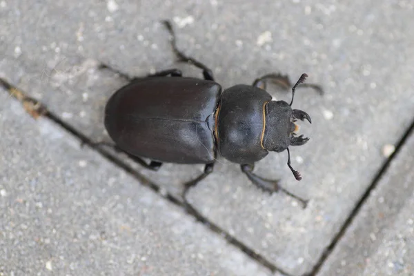 Dendroctone Cerf Noir Jour Été Sur Les Tuiles Grises — Photo