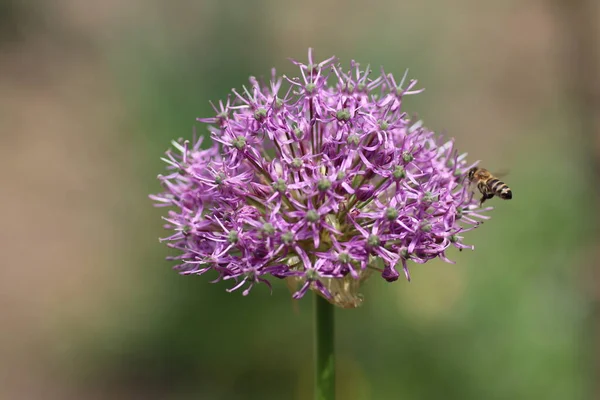 夏には紫色の花で落葉弓の上を飛ぶ — ストック写真