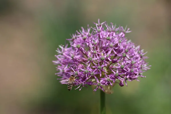 夏には紫色の花で落葉弓の上を飛ぶ — ストック写真