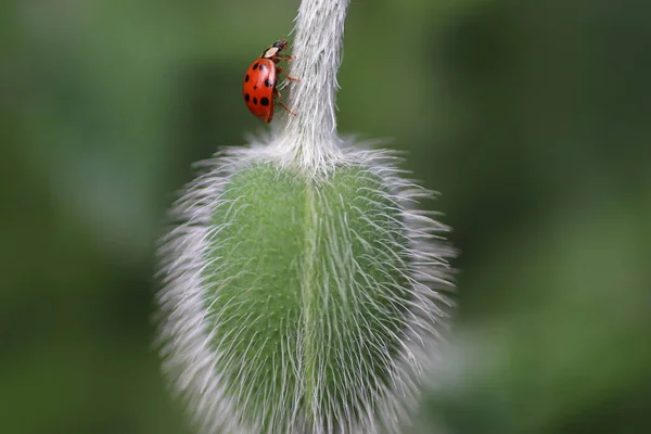 Coccinella Rossa Fiore Soffice Verde Una Giornata Estiva Soleggiata Piccolo — Foto Stock