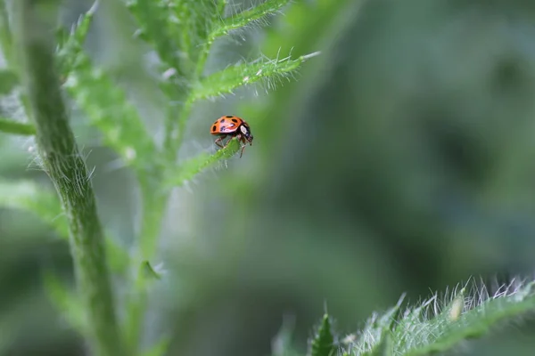 Día Soleado Una Mariquita Roja Camina Sobre Hojas Verdes Esponjosas — Foto de Stock