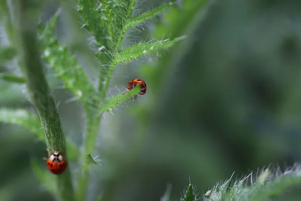 Día Soleado Una Mariquita Roja Camina Sobre Hojas Verdes Esponjosas — Foto de Stock