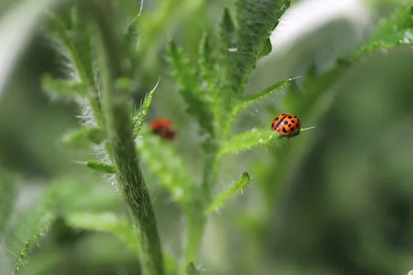 Güneşli Bir Günde Kırmızı Bir Uğur Böceği Yeşil Yaprakların Üzerinde — Stok fotoğraf