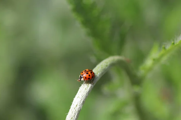 Día Soleado Una Mariquita Roja Camina Sobre Hojas Verdes Esponjosas — Foto de Stock