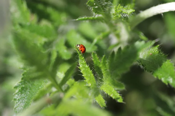 Día Soleado Una Mariquita Roja Camina Sobre Hojas Verdes Esponjosas — Foto de Stock