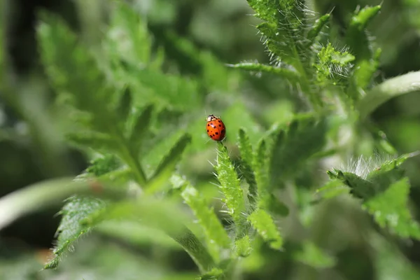 Día Soleado Una Mariquita Roja Camina Sobre Hojas Verdes Esponjosas — Foto de Stock