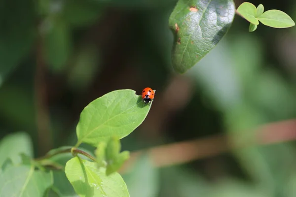 Rode Lieveheersbeestje Groene Blaadjes Een Zonnige Zomerdag Een Insect Een — Stockfoto