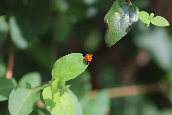 Mariquita Roja Folletos Verdes Día Soleado Brillante Del Verano Insecto — Foto de Stock