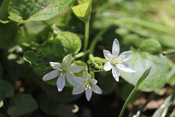 Malé Bílé Květy Hvězdičky Zemi Zelených Listech — Stock fotografie