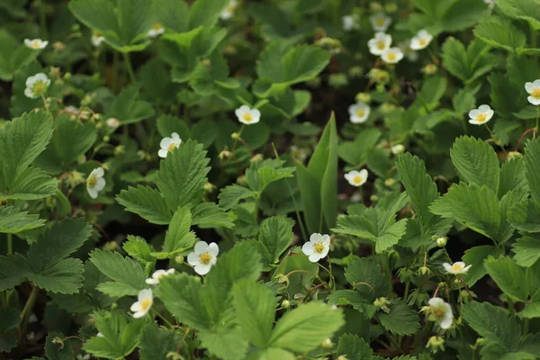 stock image strawberry bushes bloom their white flowers with a yellow center on a summer day under the warm sun