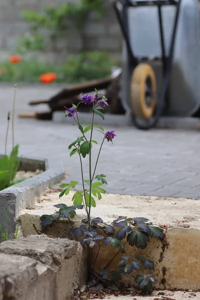 Ein Langer Strauch Mit Einer Violetten Blume Wuchs Aus Den — Stockfoto