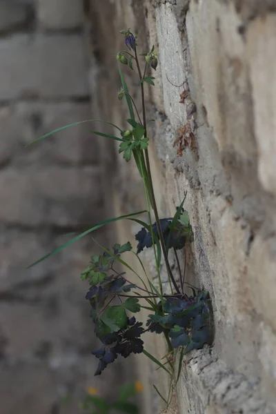 Arbusto Largo Con Una Flor Púrpura Creció Fuera Pared Voluntad —  Fotos de Stock