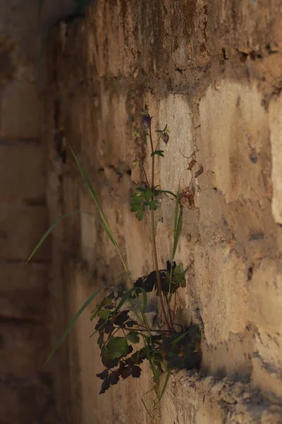 Duvarda Mor Çiçekli Uzun Bir Çalı Büyüdü Bitkilerin Iradesi Insan — Stok fotoğraf