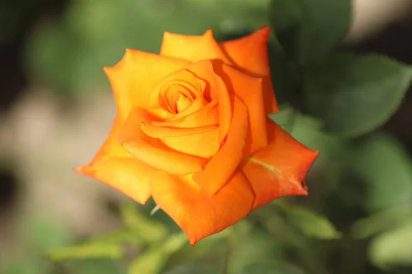 Bela Rosa Laranja Brilhante Dia Ensolarado Agrada Com Suas Pétalas — Fotografia de Stock