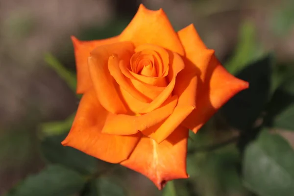 Belle Rose Orange Vif Par Une Journée Ensoleillée Plaît Avec — Photo