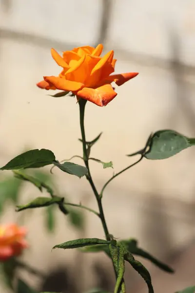 Krásná Jasně Oranžová Růže Slunečného Dne Potěší Svými Jasnými Okvětními — Stock fotografie