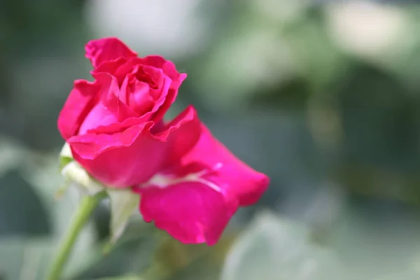 Leuchtend Schöne Rosa Rose Unter Der Strahlenden Sonne Einem Sommertag — Stockfoto