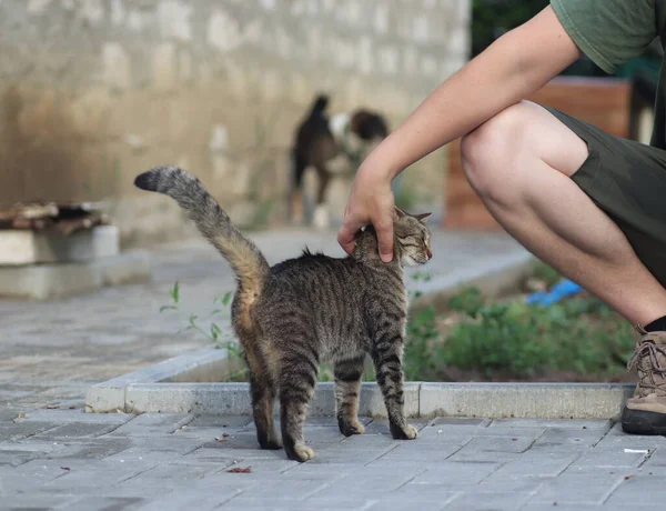 Sıcak ve güneşli bir yaz gününde pofuduk yerli tekir kedi dışarıda yürüyor.
