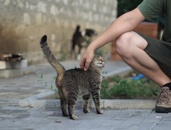 Sıcak Güneşli Bir Yaz Gününde Pofuduk Yerli Tekir Kedi Dışarıda — Stok fotoğraf