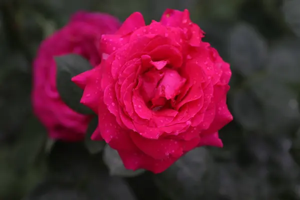 Rosa Brilhante Aumentou Dia Ensolarado Baixas Água Gotas Pétalas — Fotografia de Stock